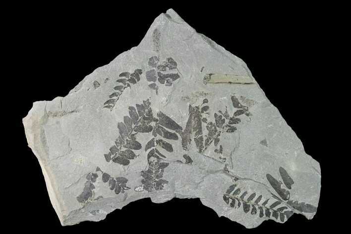 Fossil Fern (Neuropteris & Macroneuropteris) Plate - Kentucky #142431